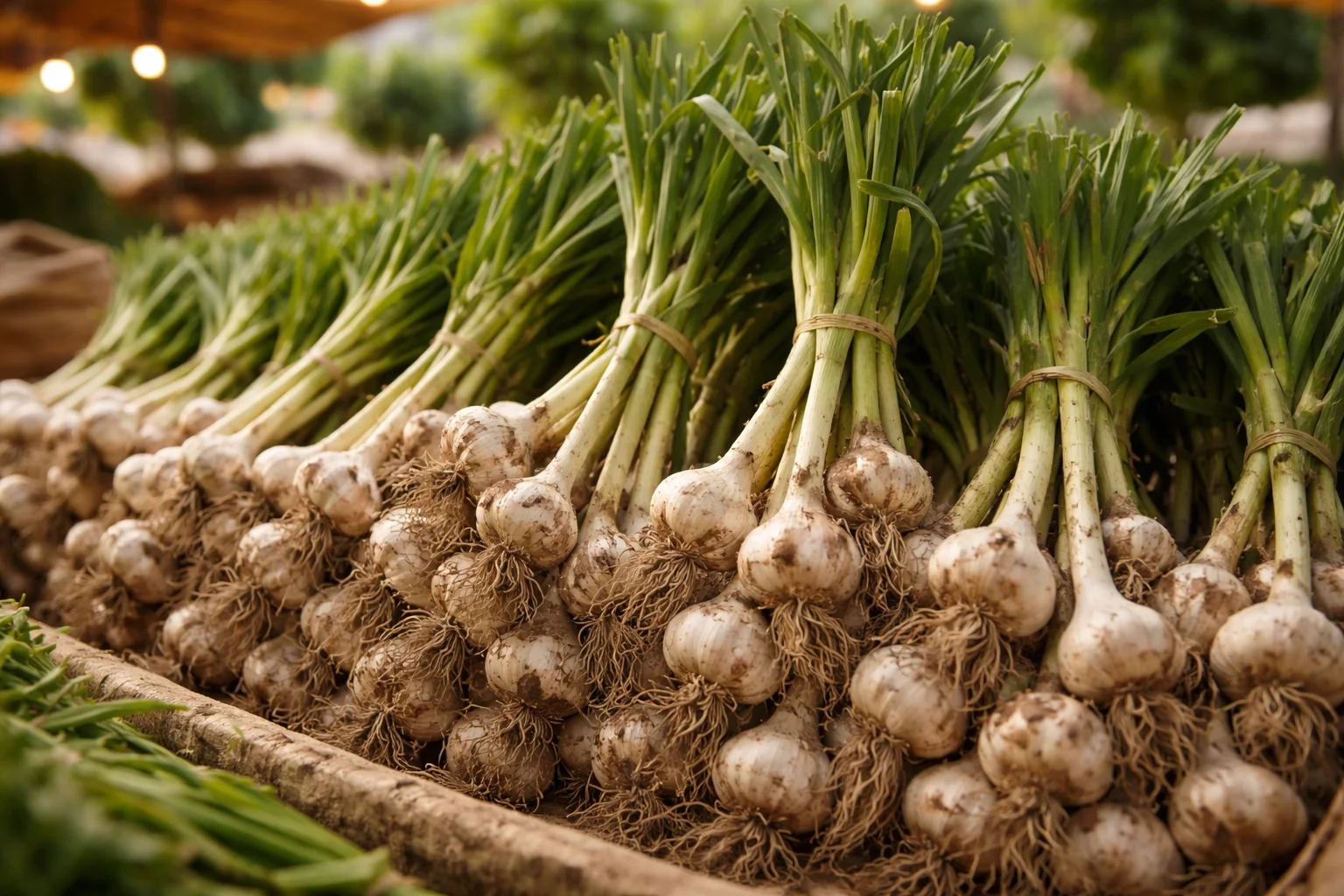 Beginner&rsquo;s Guide to Growing Garlic at Home in Containers