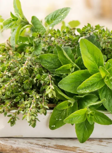 Fresh herbs drying at home for homemade spices and blends.
