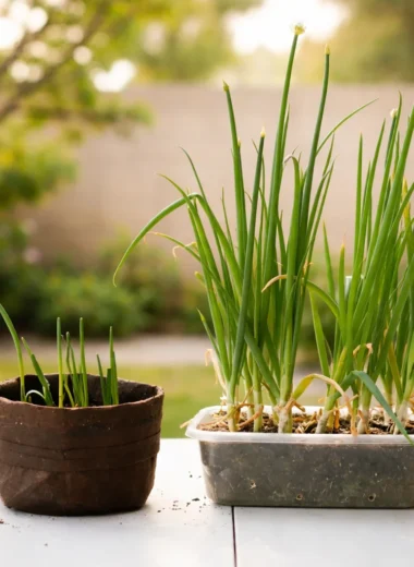 Fresh green onions growing from kitchen scraps in a glass of water.