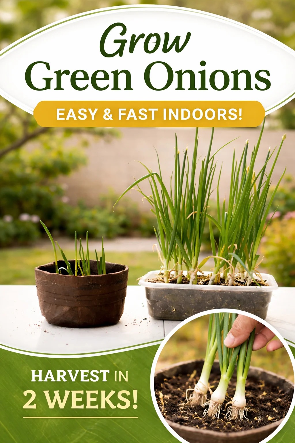 Easy Tips on How to Grow Green Onions from Kitchen Scraps