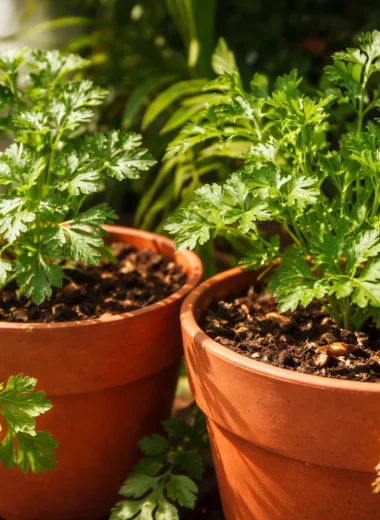 Indoor parsley plant thriving by a sunny window, ready for fresh harvests year-round.