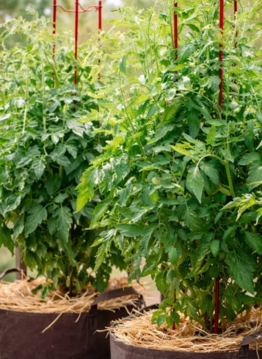Home-grown tomatoes thriving in pots on a balcony garden.