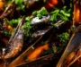 Fresh Mussels in White Wine